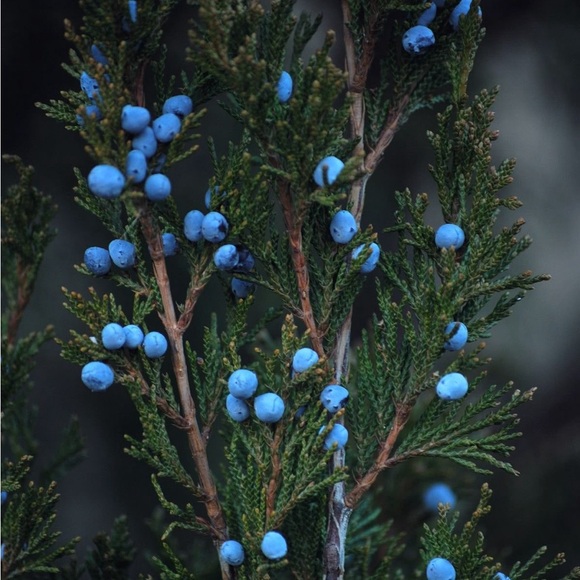 juniperberryblu